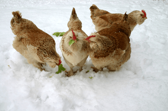 Pollos en la nieve durante el invierno