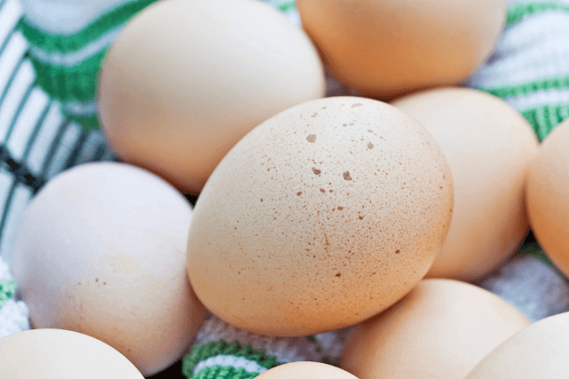 Recogiendo huevos para la incubación