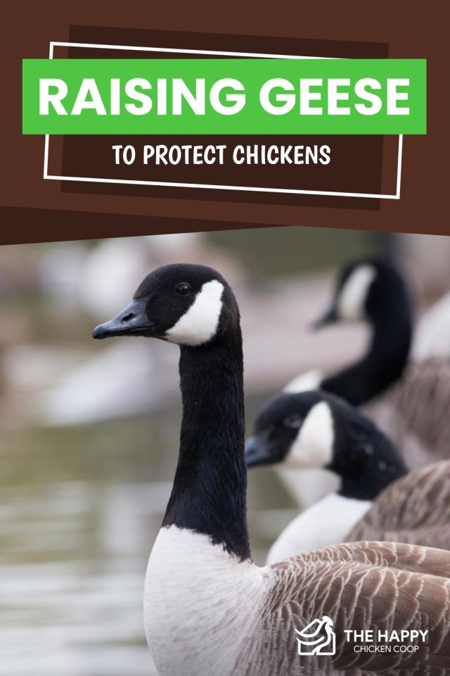 Cría de gansos para proteger pollos