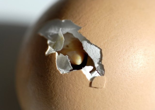 criar pollos con fines de lucro huevos para incubar