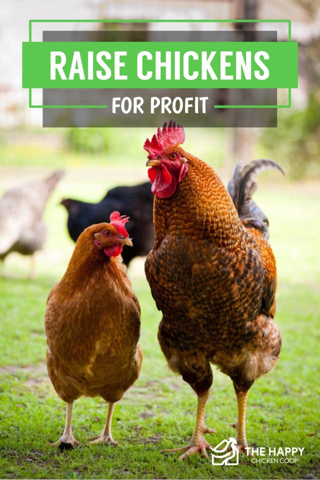 Criar pollos con fines lucrativos