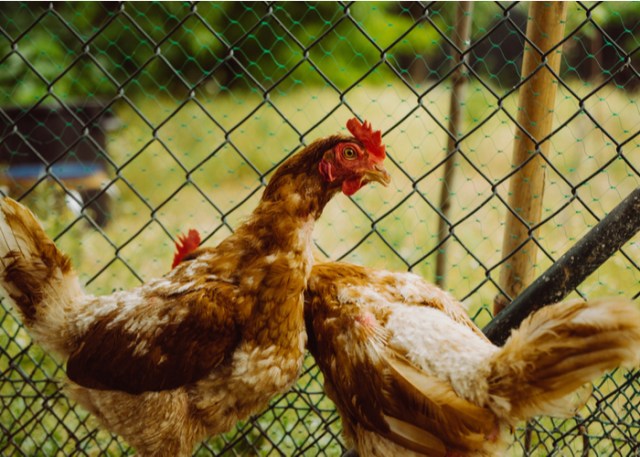 gallinas y calcio