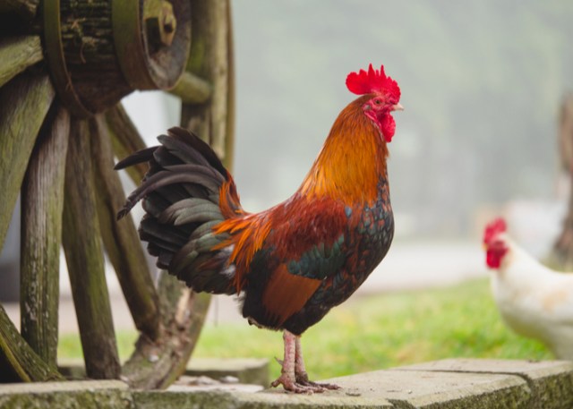 gallinas y calcio