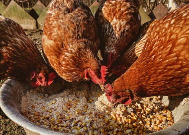gallinas y calcio
