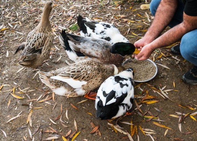 alimentar patos