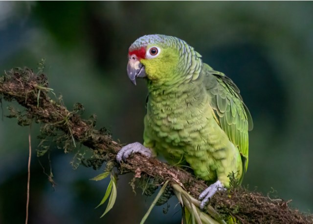 Las 5 aves mascotas más inteligentes: loros del Amazonas
