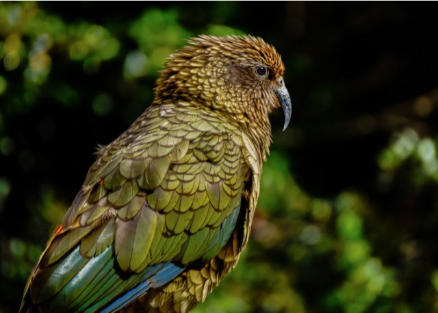 Kea: un pájaro más inteligente que los simios