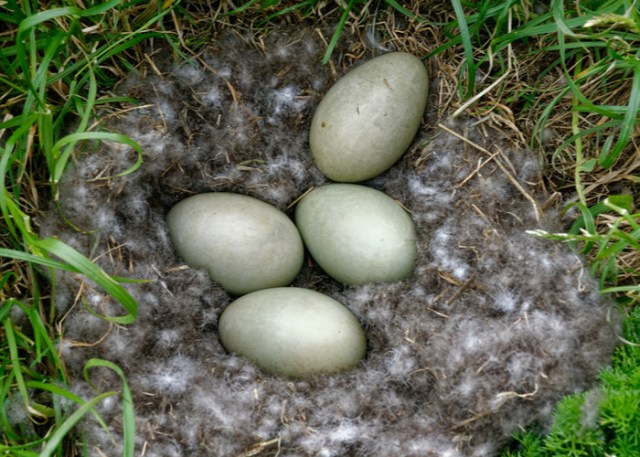 huevos de negocios de granja de patos
