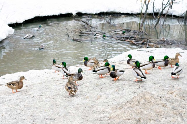patos estanque de invierno