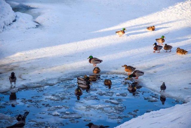 patos nadando en el agujero del hielo