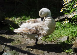 Raza de pato Abacot Ranger