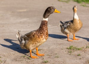 Raza de pato Abacot Ranger