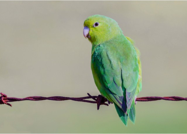Pájaro mascota Parrotlets
