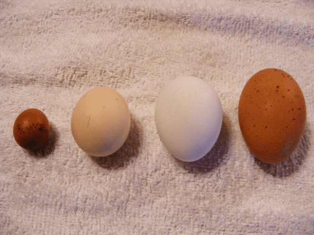 Huevos diminutos