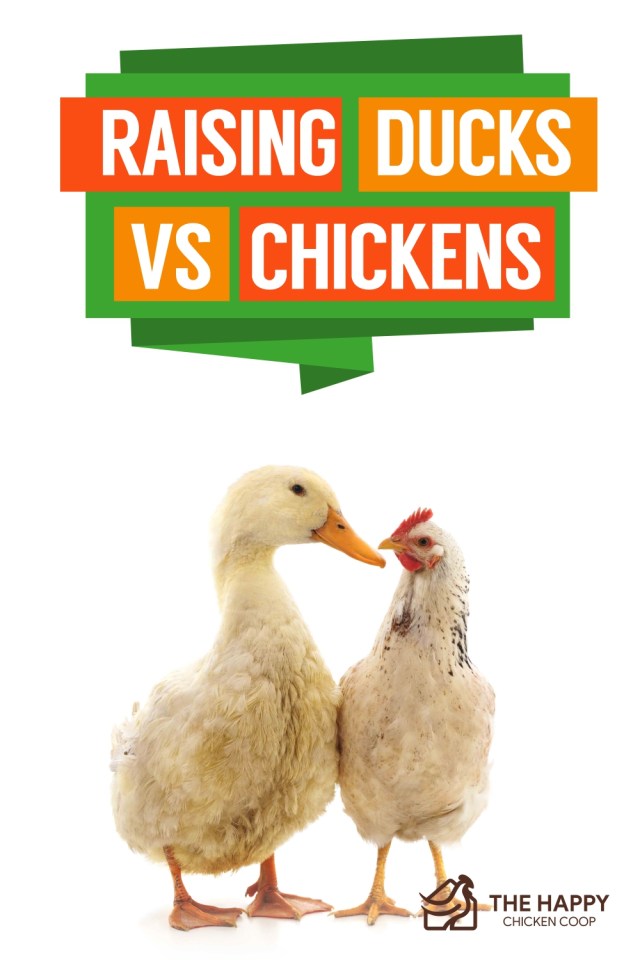 Criar patos vs pollos