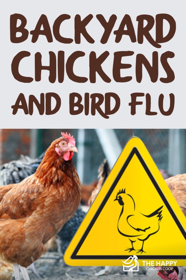 Pollos de traspatio y gripe aviar
