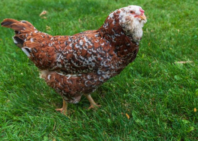 pollo ruso orloff raza de pollo ornamental