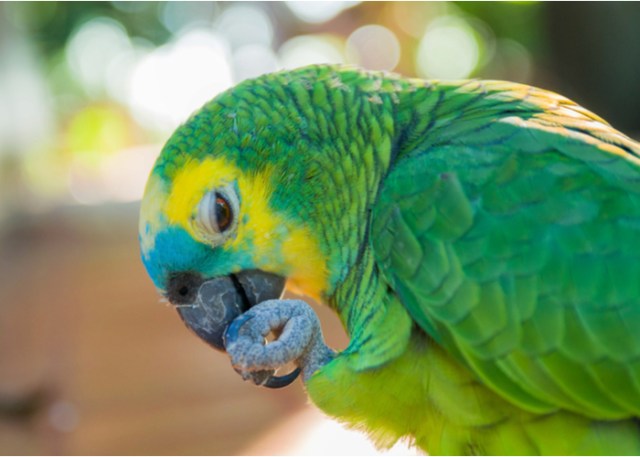 aves de bajo mantenimiento Amazon Parrot