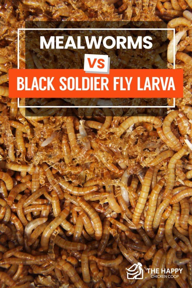 Gusanos de la harina vs mosca soldado negra 