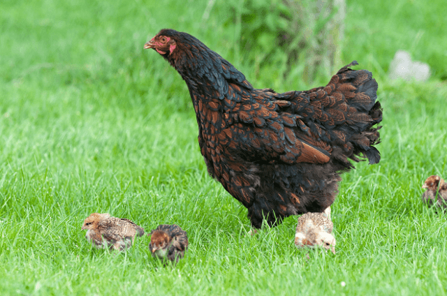 Mamá gallina con pollitos
