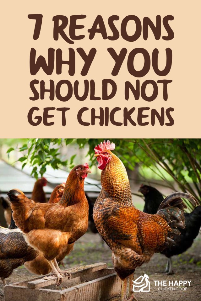 No deberías conseguir pollos