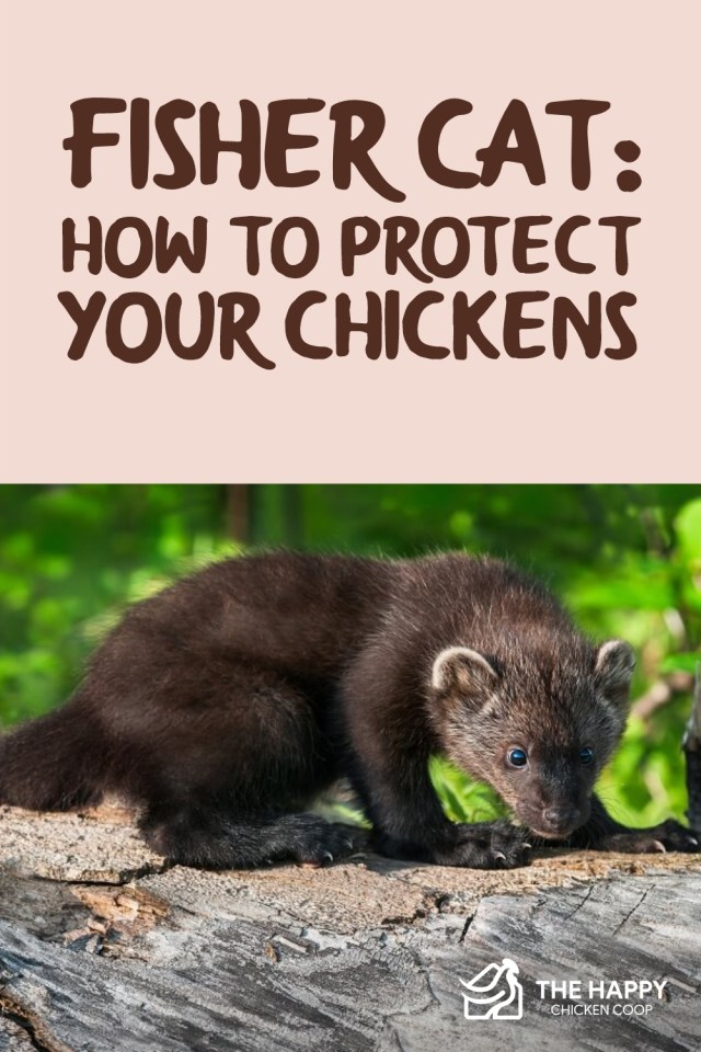 Fisher Cat- Cómo proteger a sus pollos