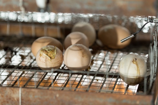 incubadora de huevos