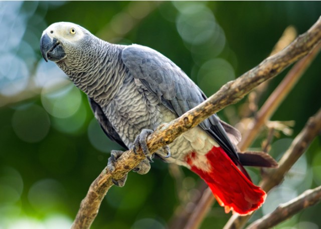Top 1 pájaro mascota más inteligente: grises africanos