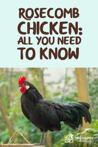 Pollo Rosecomb: todo lo que necesitas saber