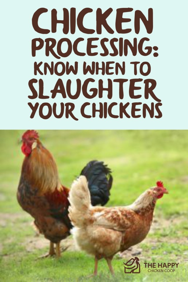 Procesamiento de pollos: sepa cuándo sacrificar sus pollos