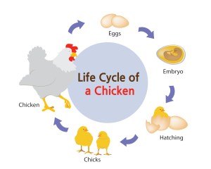 Ciclo de vida de los pollos