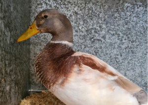 Raza de pato Abacot