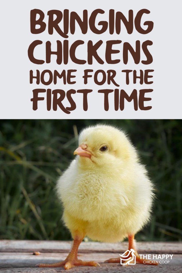Pollos a casa por primera vez