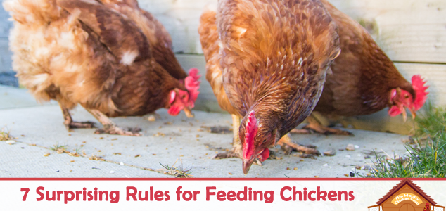 7 reglas sorprendentes para alimentar a los pollos