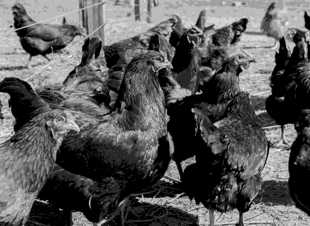 Pollos en 1900