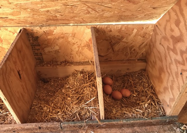 caja nido para gallinero