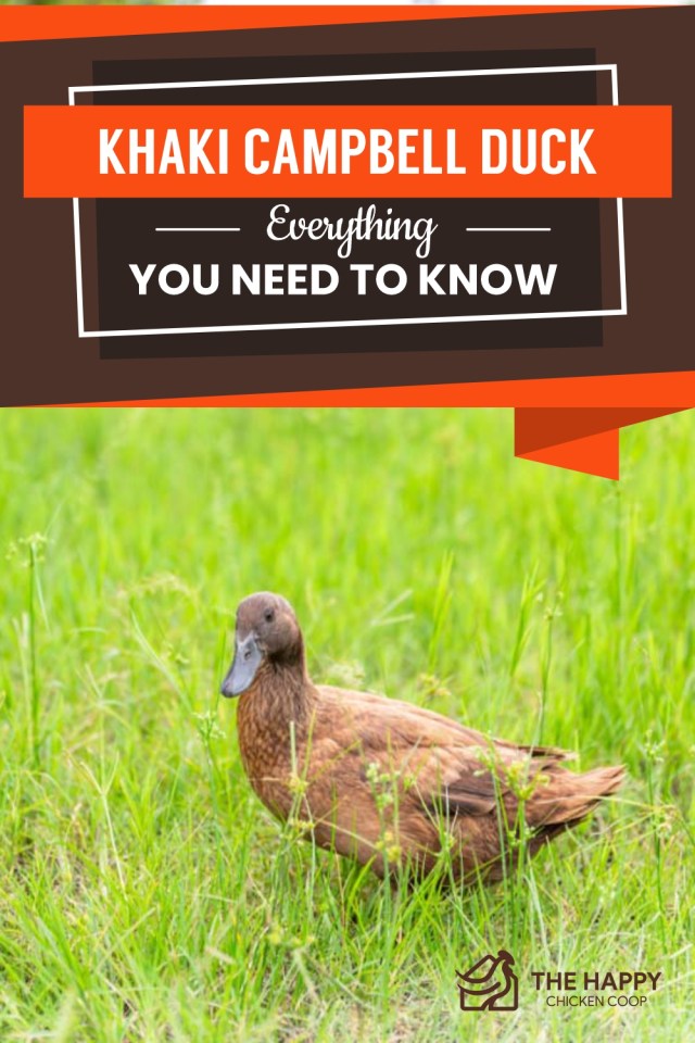 Khaki Campbell Duck: todo lo que necesitas saber