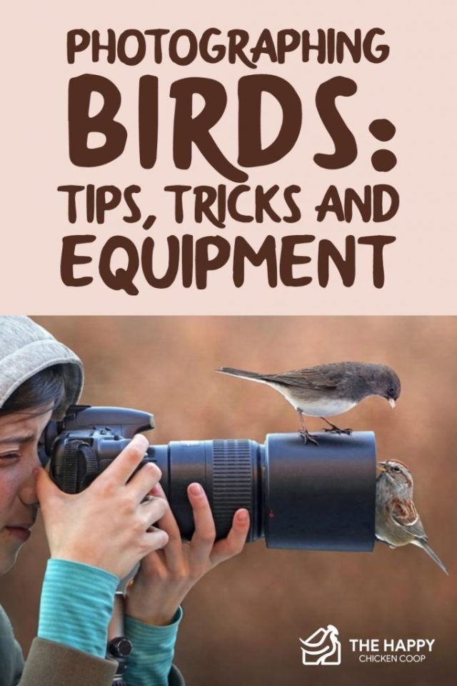 Fotografiando aves