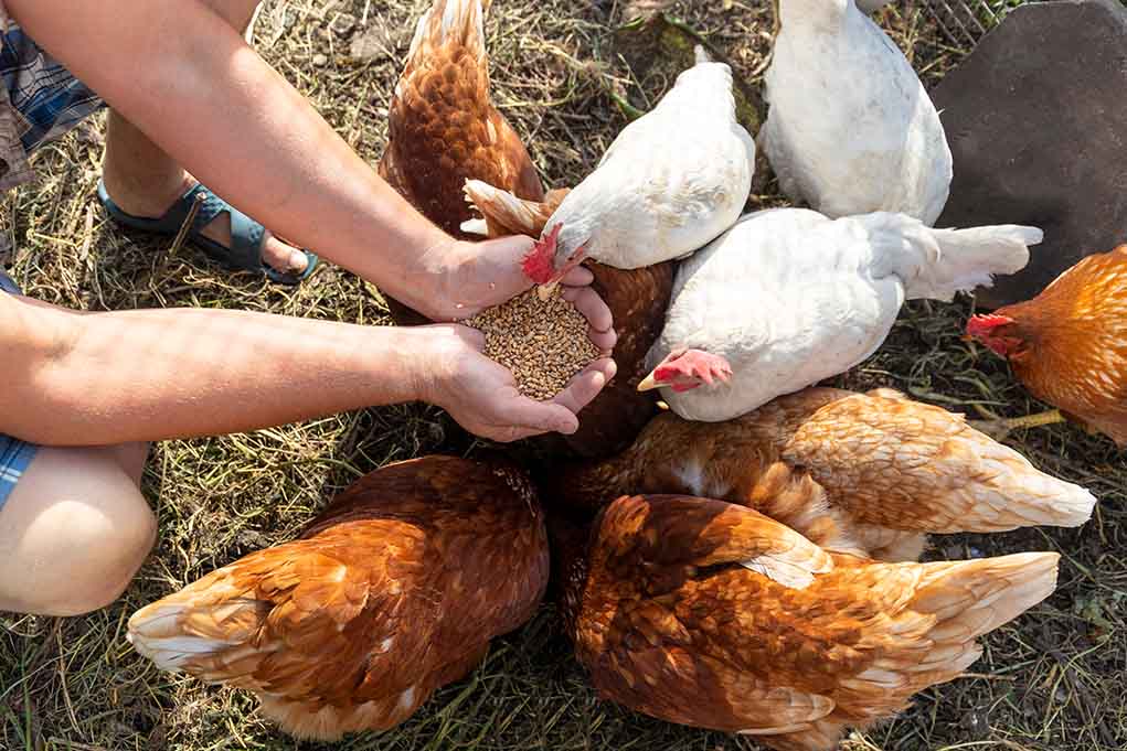 cómo alimentar a tus gallinas copia