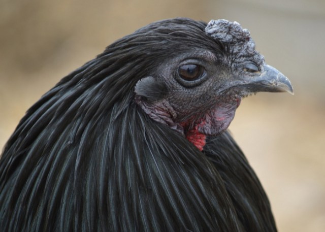 raza de pollo negro sumatra 