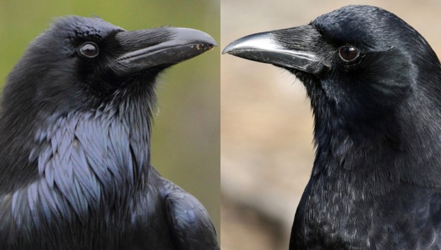 Cuervo vs cuello y pico de cuervo