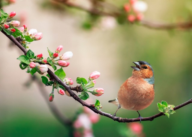 Pinzón de primavera: un hermoso pájaro cantor