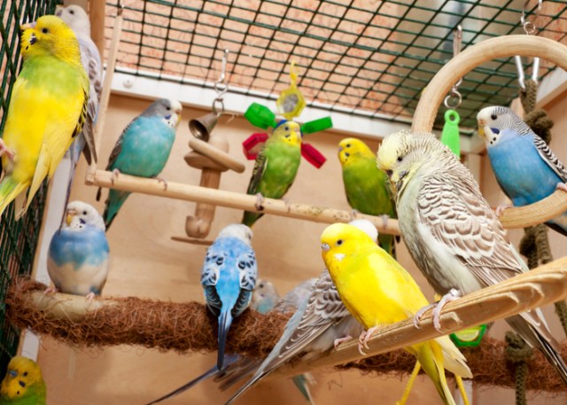 Opciones de aves de compañía para propietarios de aves principiantes
