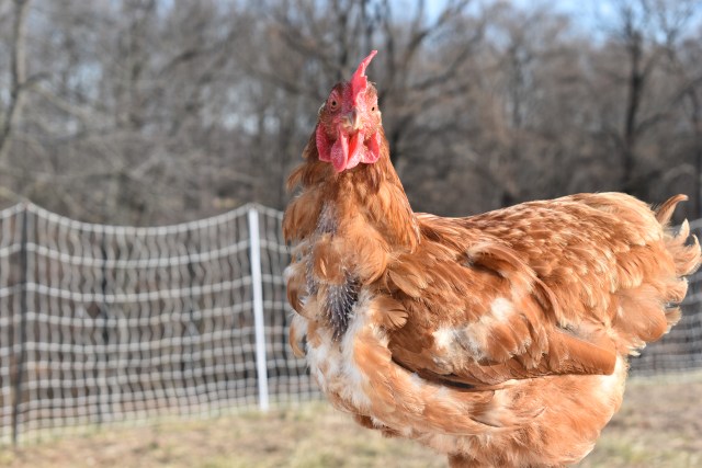 muda de pollo