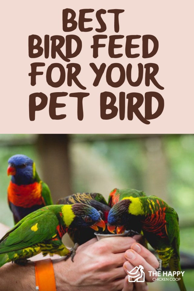 El mejor alimento para pájaros para su pájaro mascota