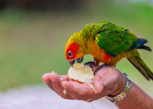 pájaro mascota comiendo frutas