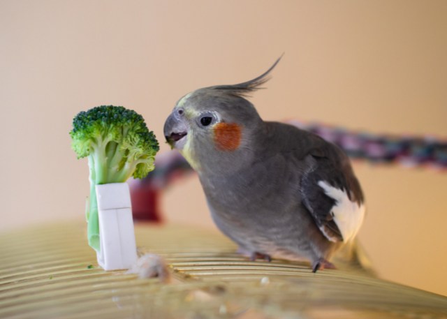 requisitos de comida para aves