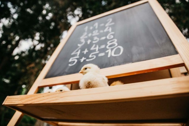 matemáticas de pollo