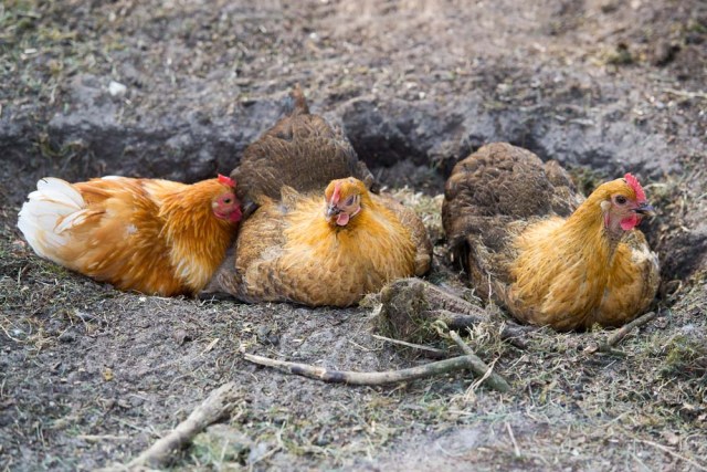 pollos tomando baño de polvo