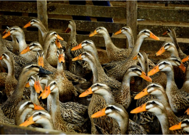 Cría de patos alabio